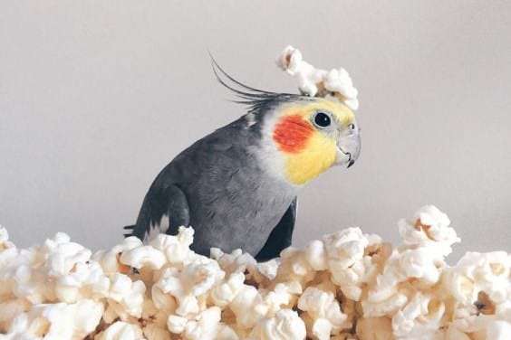 Popcorn Parrot