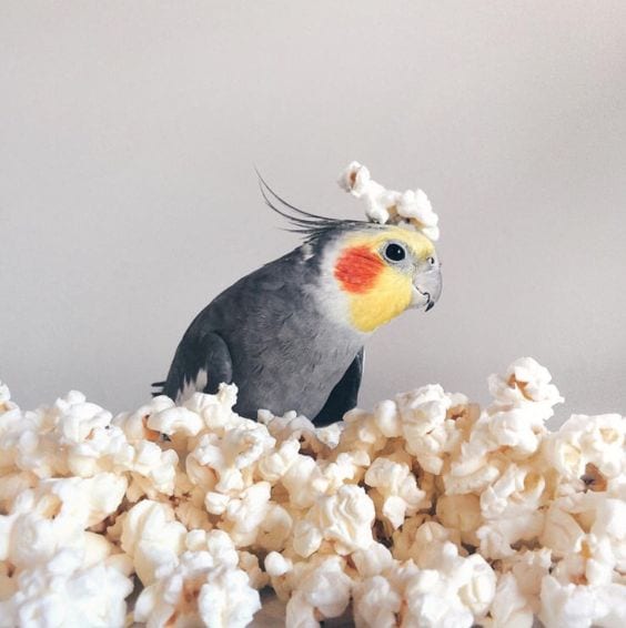 Popcorn Parrot