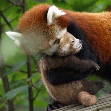 Red Panda