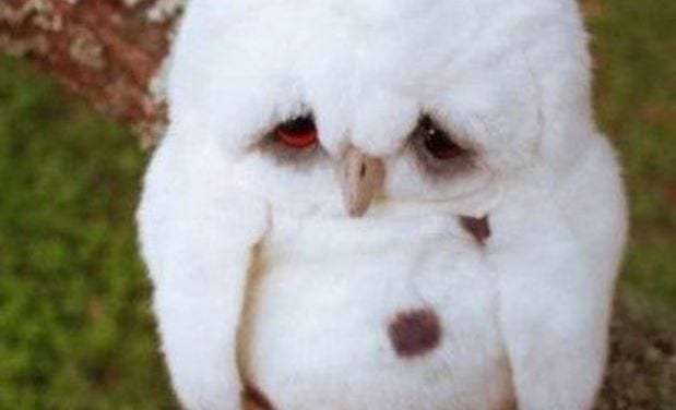 Sad Little Owlet
