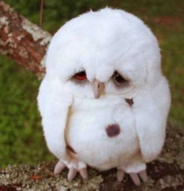 Sad Little Owlet