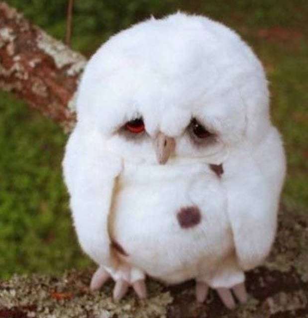 Sad Little Owlet