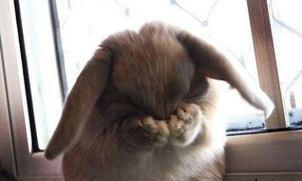 Shy Bunny