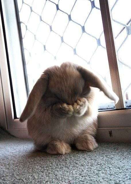 Shy Bunny