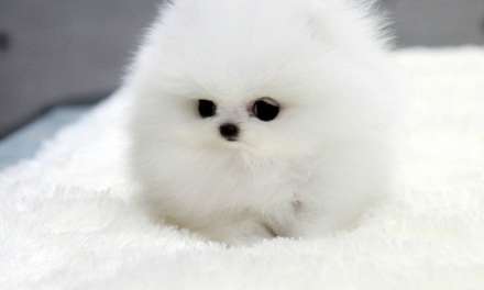 A snowball