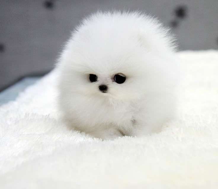 A snowball