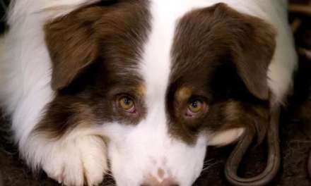 Those eyes