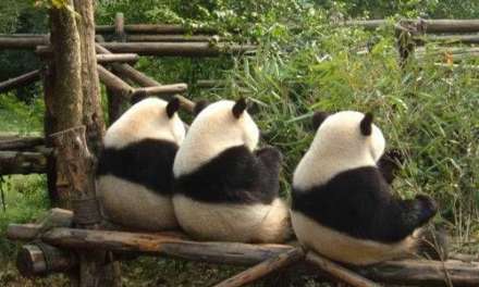 Three Pandas