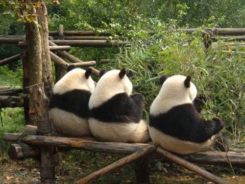 Three Pandas