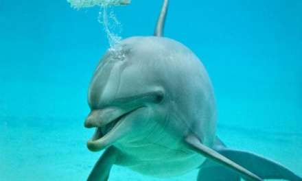 Dolphin blowing a thoughtful bubble
