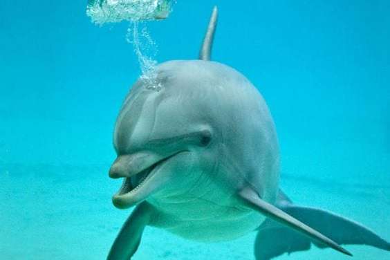 Dolphin blowing a thoughtful bubble