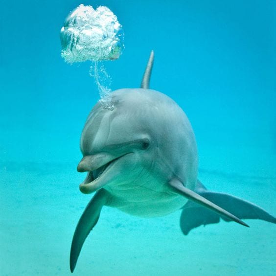 Dolphin blowing a thoughtful bubble