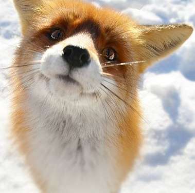 This Curious Fox