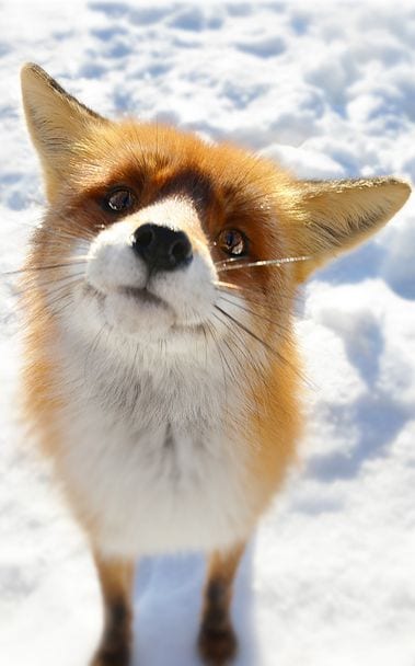 This Curious Fox