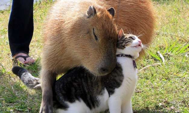 Capybara Hugging Cat
