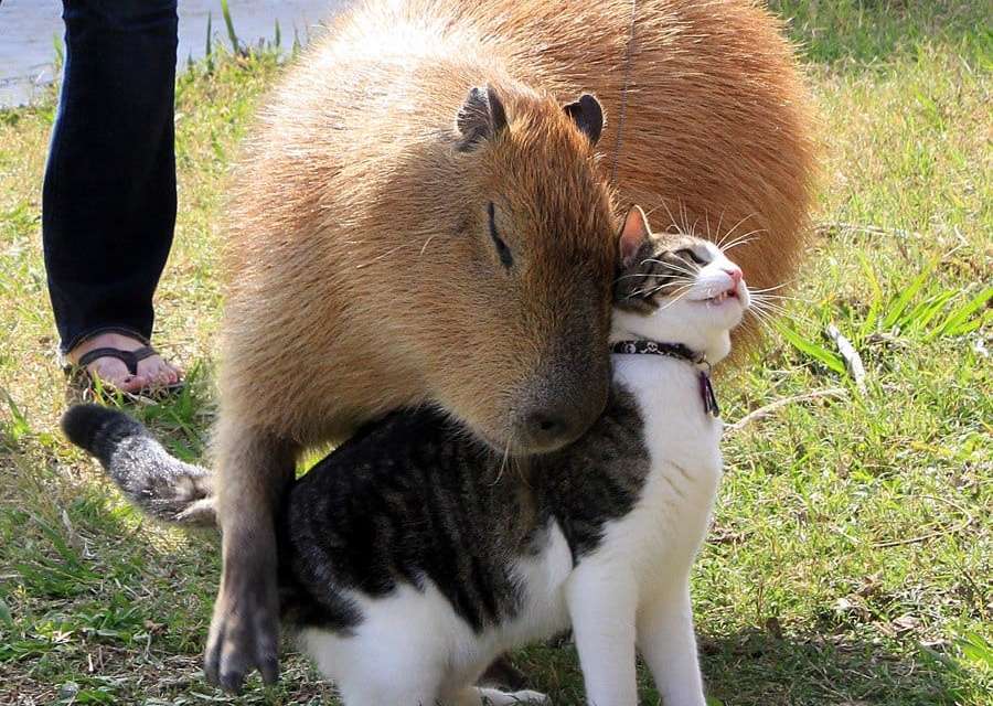 Capybara Hugging Cat