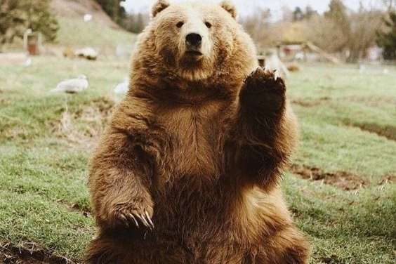 Hi I am Bear, Nice to meet you