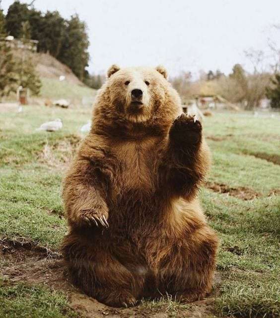 Hi I am Bear, Nice to meet you