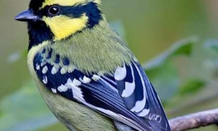 Himalayan Black-Lored Tit