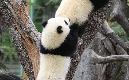 Pandas Climbing The Tree