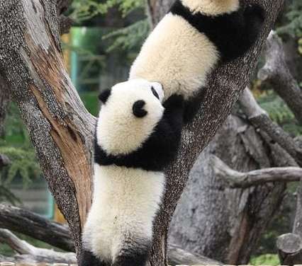 Pandas Climbing The Tree