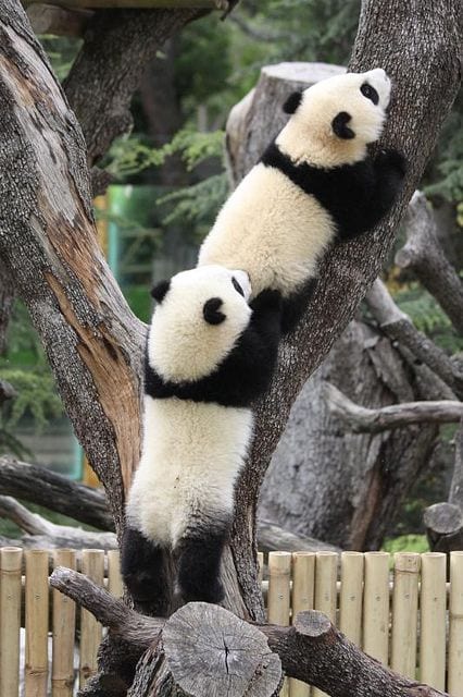 Pandas Climbing The Tree