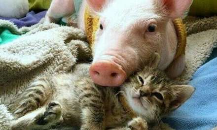 Kitten and Piglet
