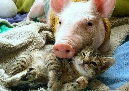 Kitten and Piglet