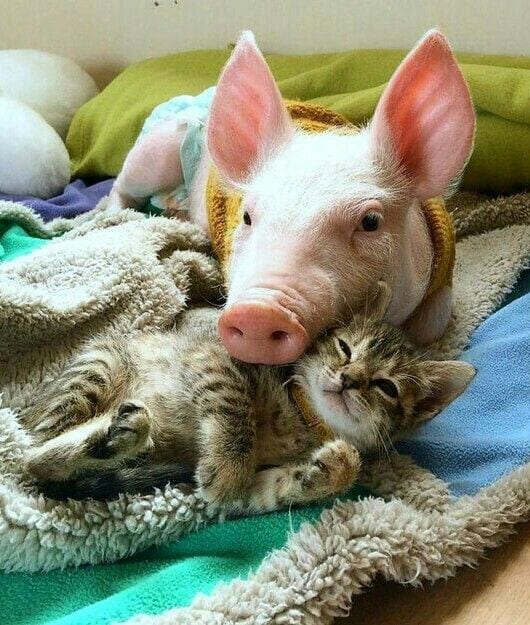 Kitten and Piglet