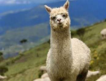 Mountain Alpaca