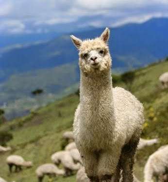 Mountain Alpaca