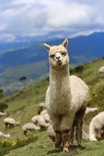 Mountain Alpaca