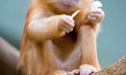 Cute Baby Monkey