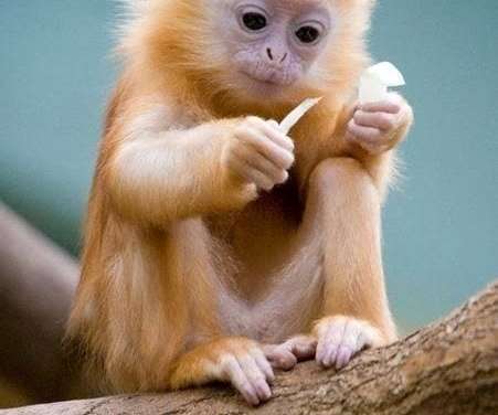 Cute Baby Monkey