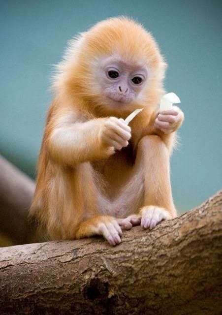 Cute Baby Monkey