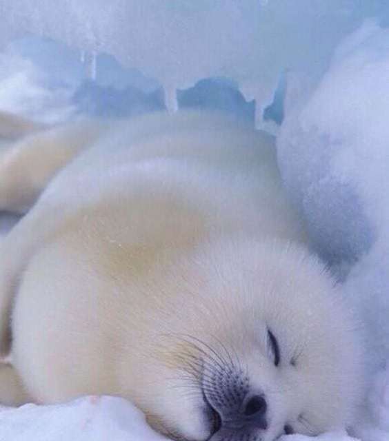 Baby Seal