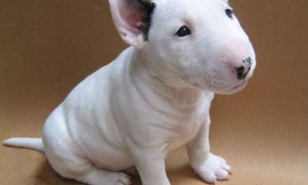 Cute Bull Terrier