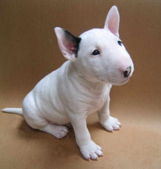 Cute Bull Terrier