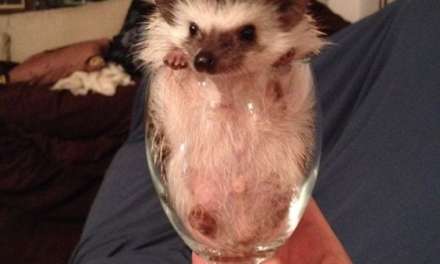 A refreshing glass of hedgehog