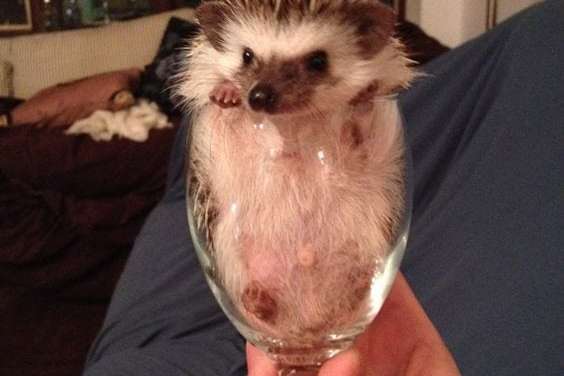 A refreshing glass of hedgehog