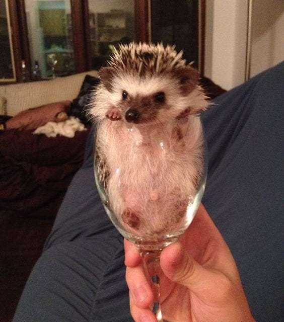 A refreshing glass of hedgehog