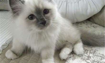 Super Cute Ragdoll kitten