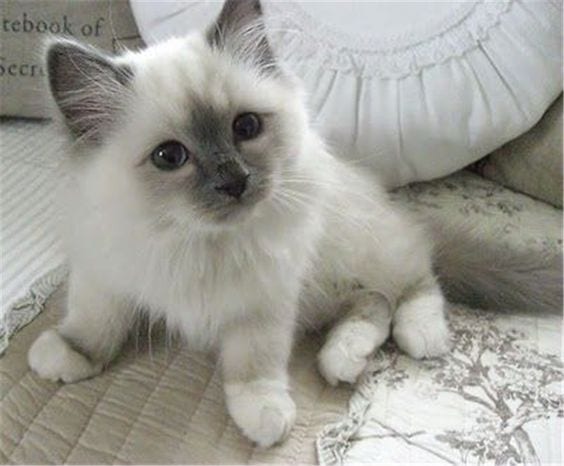Super Cute Ragdoll kitten