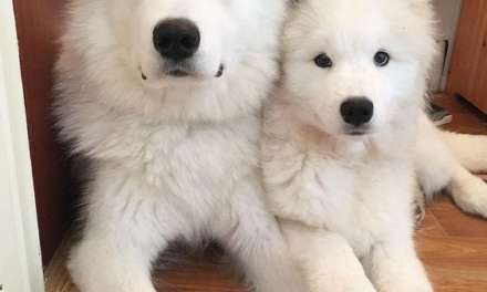 Cute Fluffy DOGS
