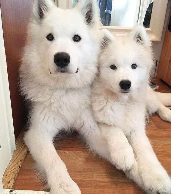 Cute Fluffy DOGS