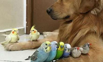 Birds and Dog