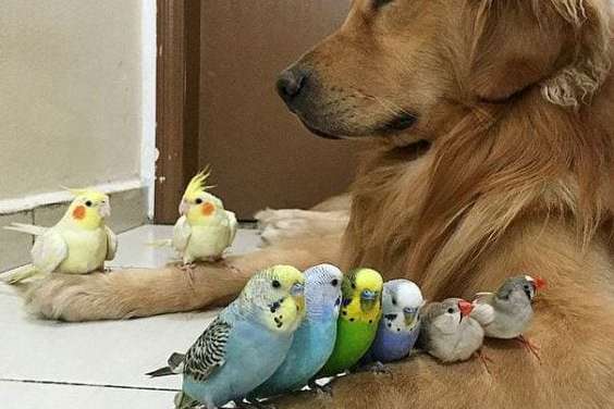 Birds and Dog