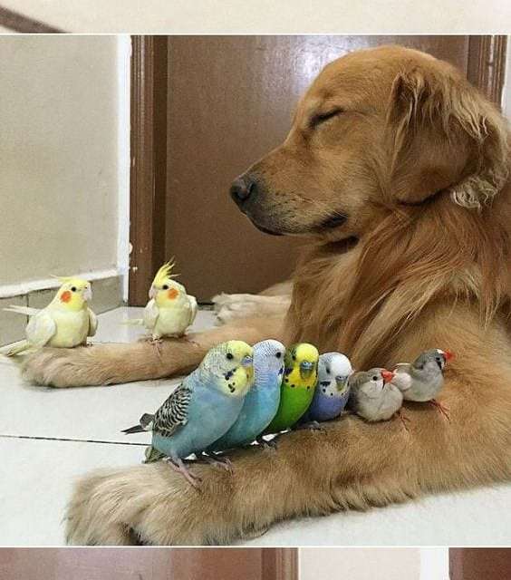 Birds and Dog