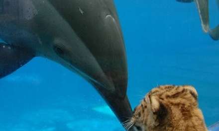 Dolphin and Tiger