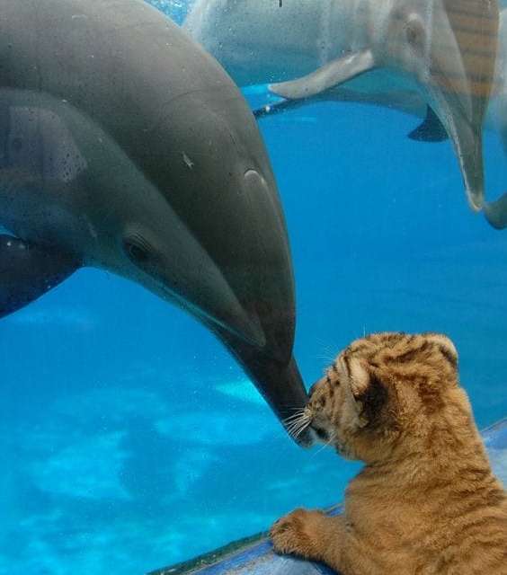 Dolphin and Tiger